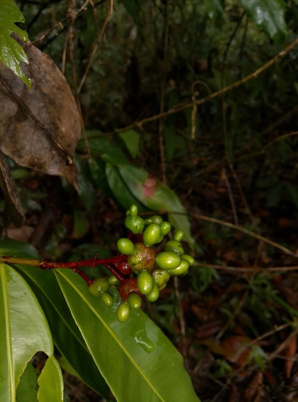 Ouratea lucens fruit