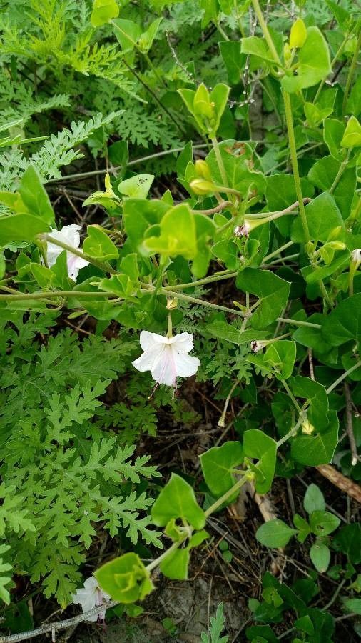 Acleisanthes longiflora habit