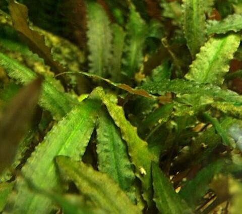Cryptocoryne undulata leaf