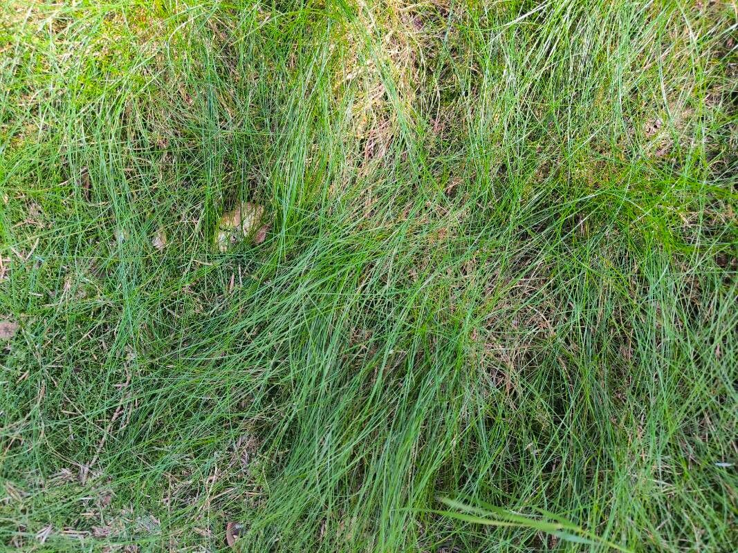 Festuca scabriculmis leaf