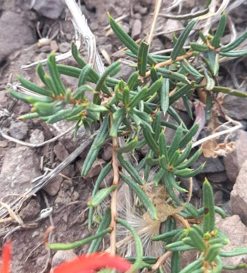 Mutisia subulata — houseplant care guide