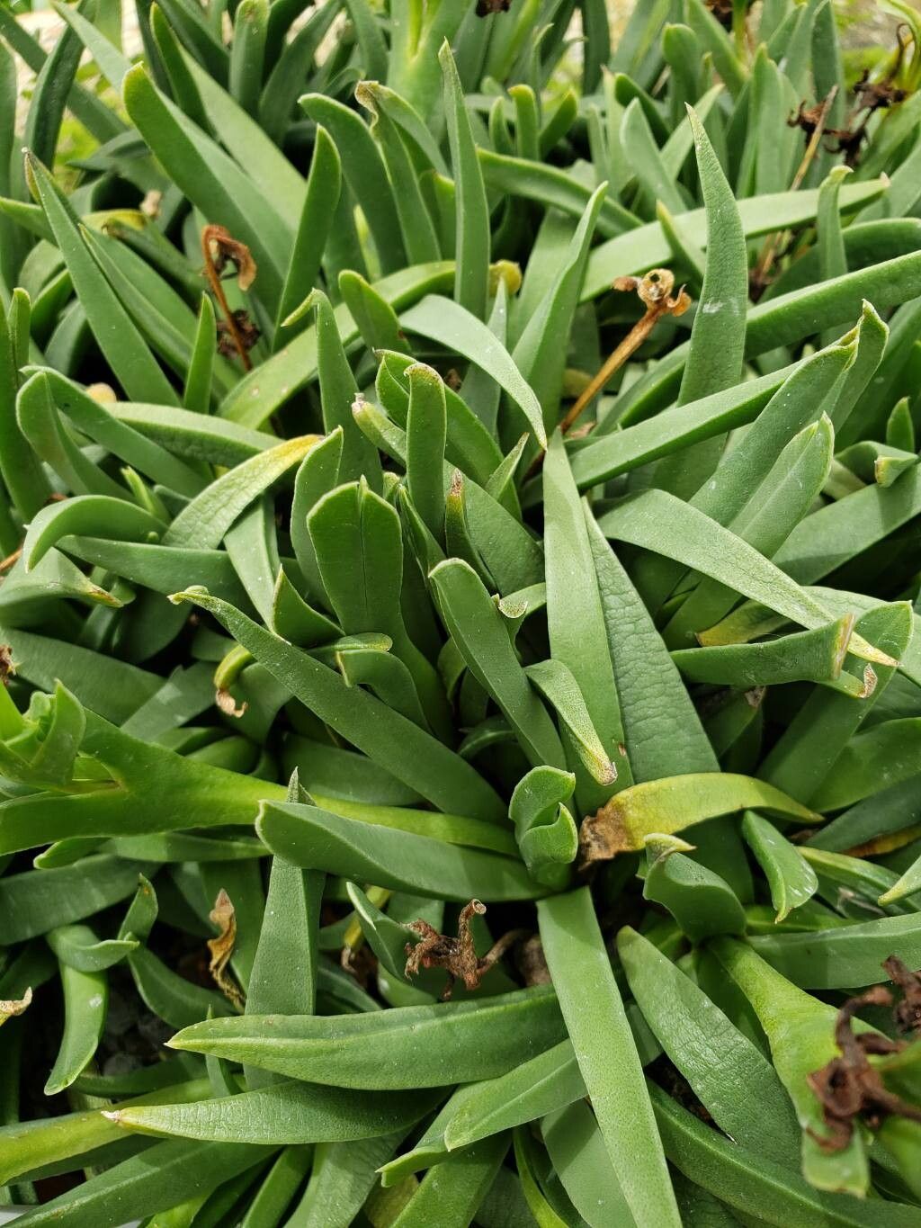 Bergeranthus scapiger — related species from the same genus