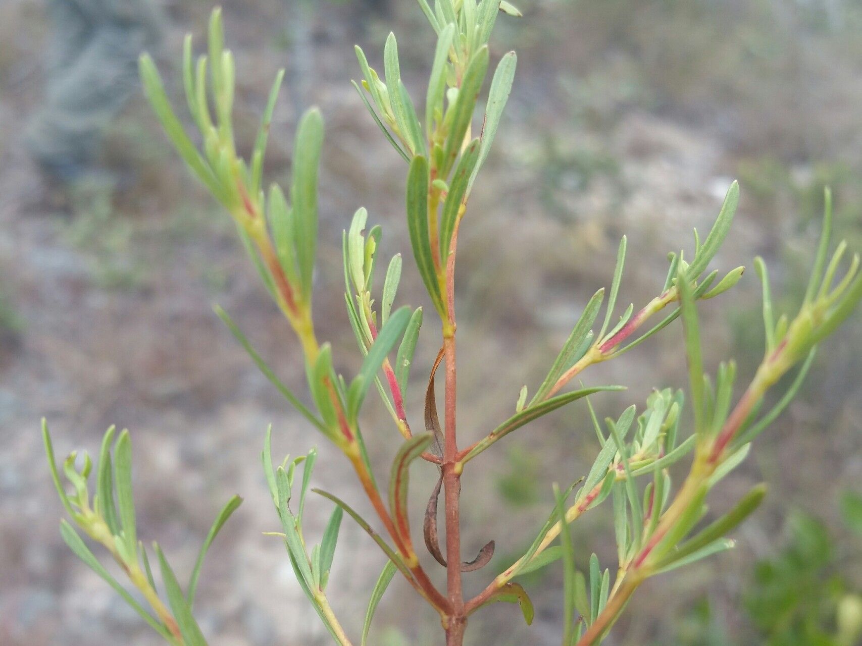 Anthospermum isaloense — houseplant care guide