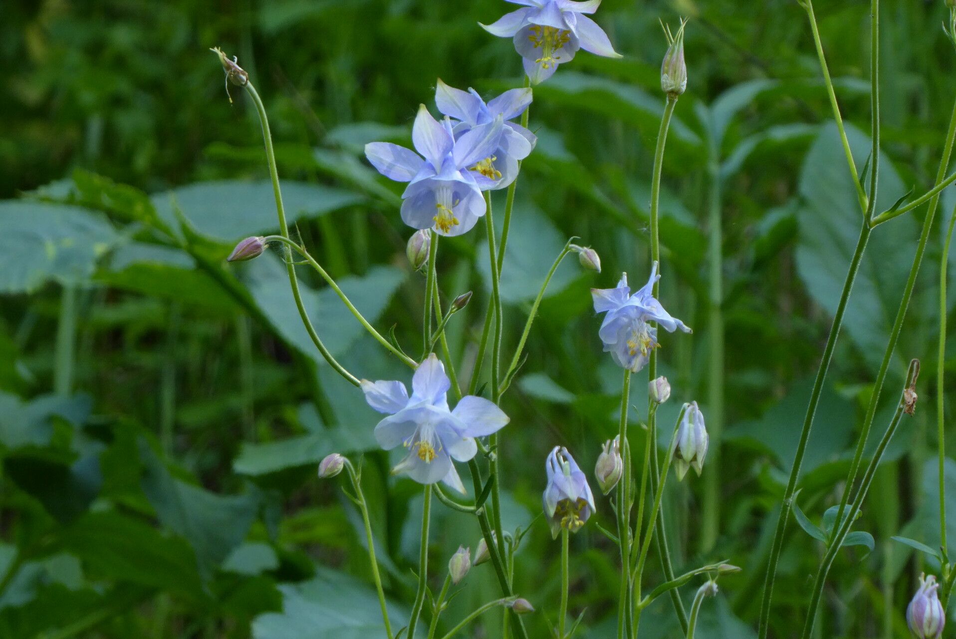 Aquilegia vicaria — search result for 'Aquilegia'