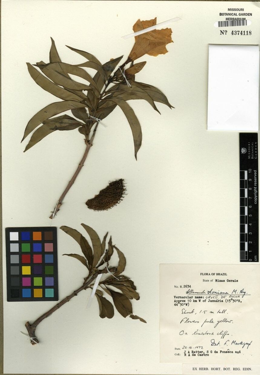 Allamanda doniana other