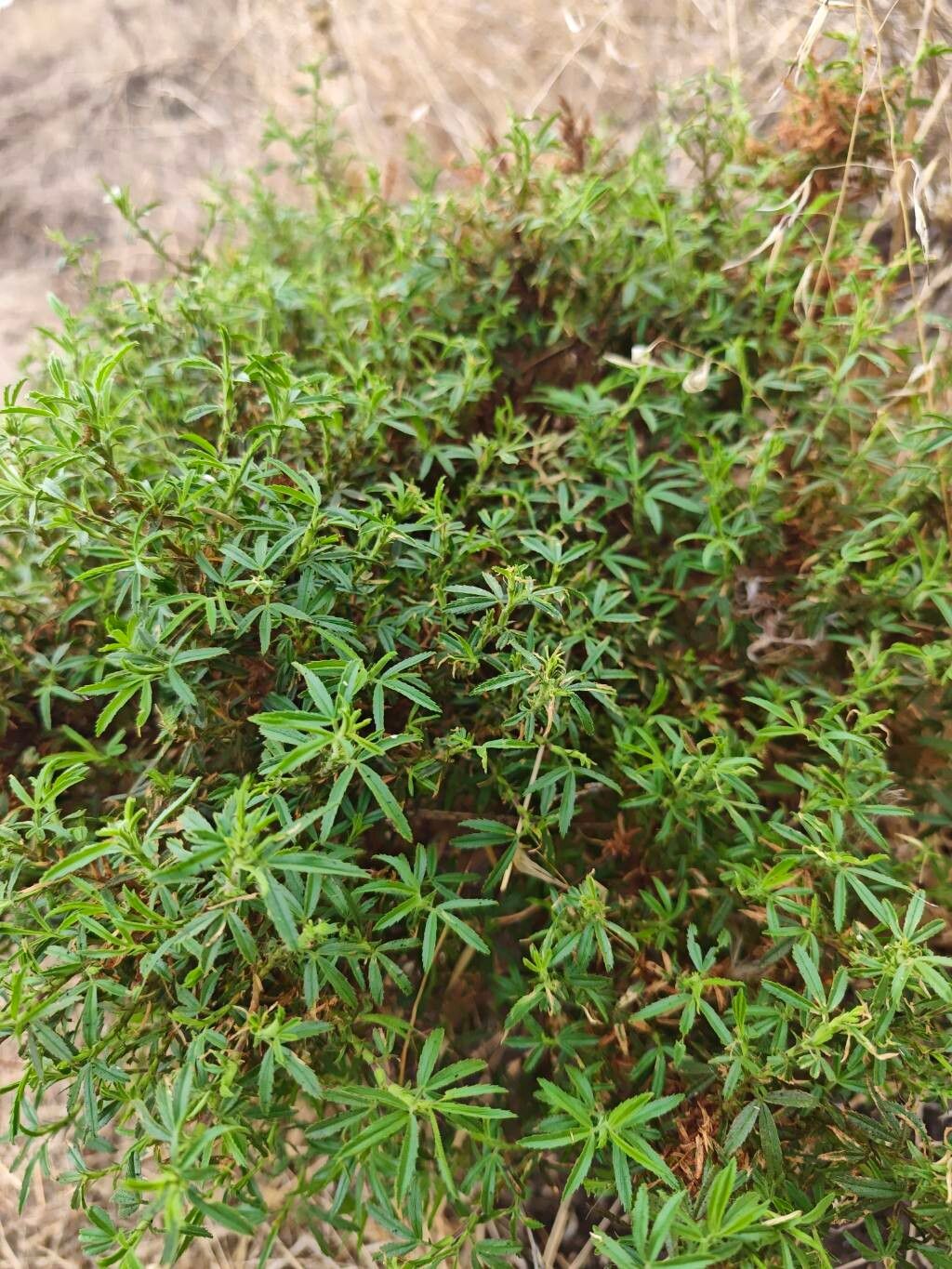 Ononis angustissima — related species from the same genus