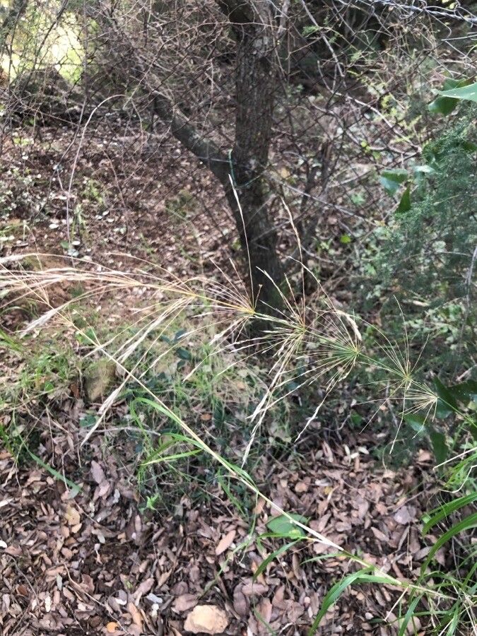 Oloptum miliaceum fruit