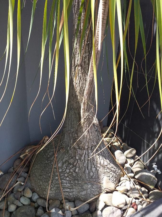 Beaucarnea pliabilis bark