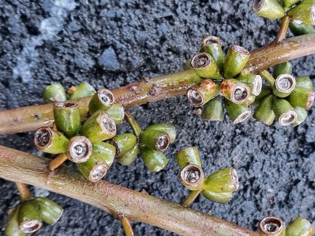 Eucalyptus botryoides fruit