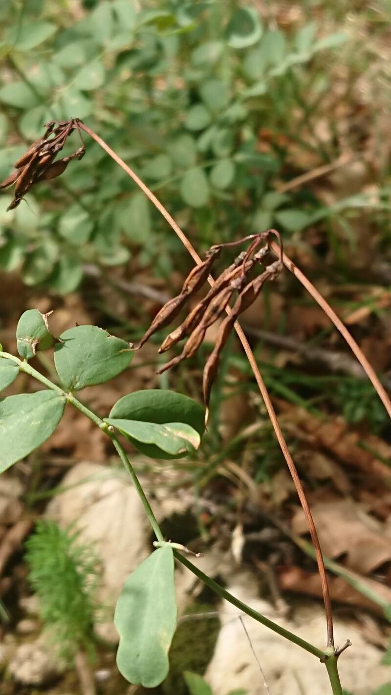 Coronilla coronata fruit