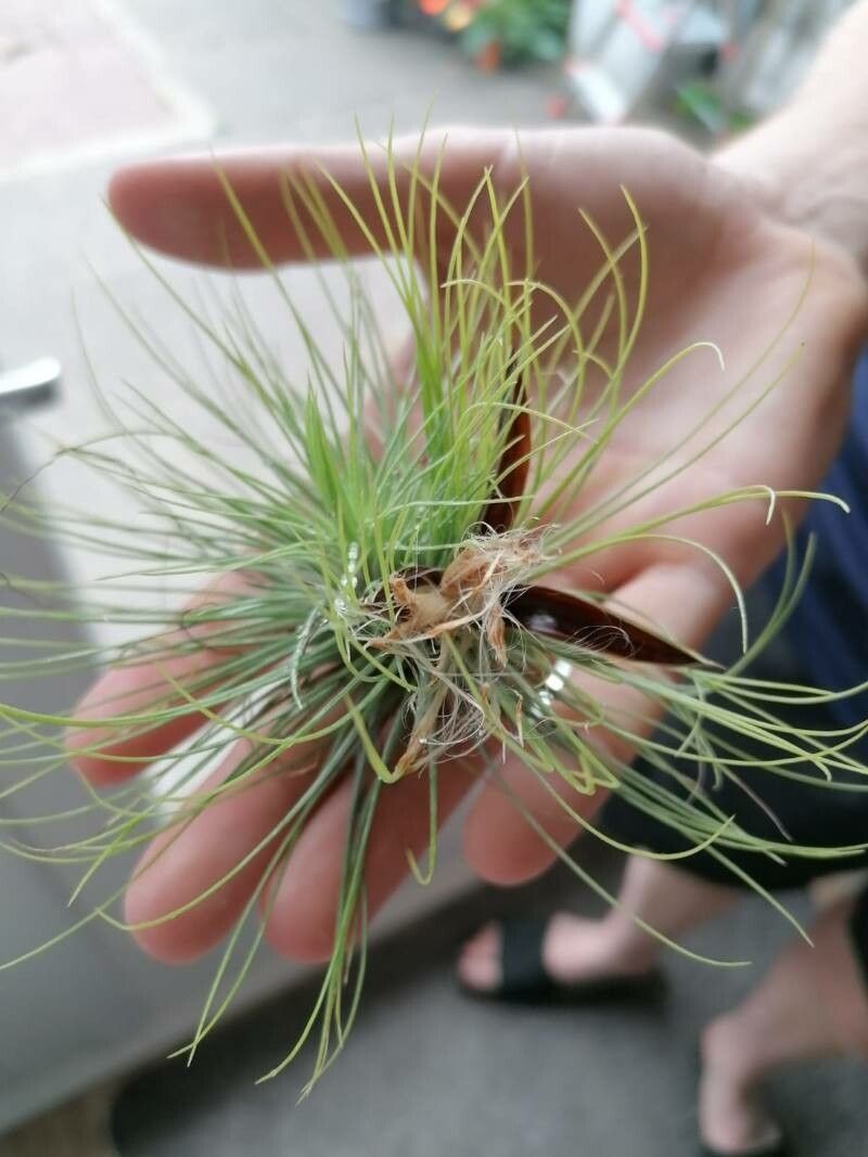 Tillandsia filifolia fruit