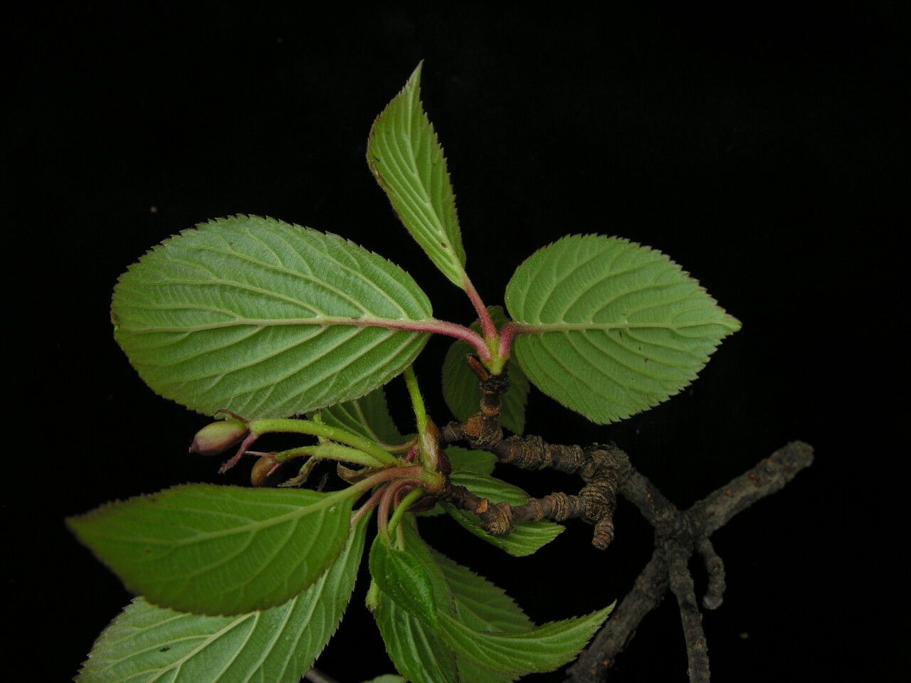 Viburnum grandiflorum habit