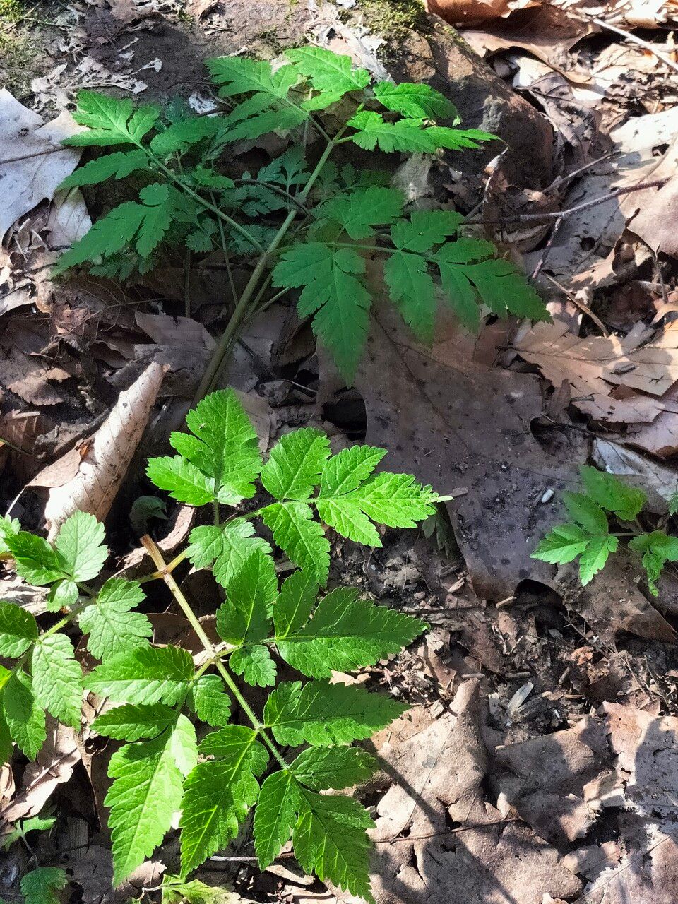 Osmorhiza longistylis leaf
