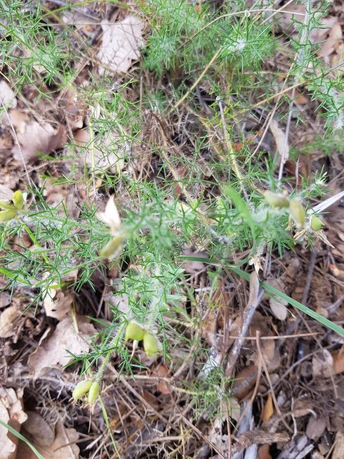 Genista provincialis leaf
