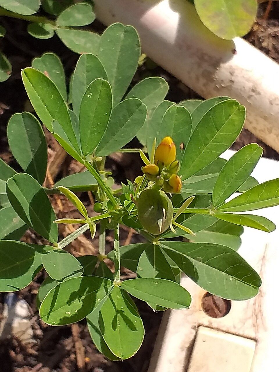 Crotalaria naragutensis flower