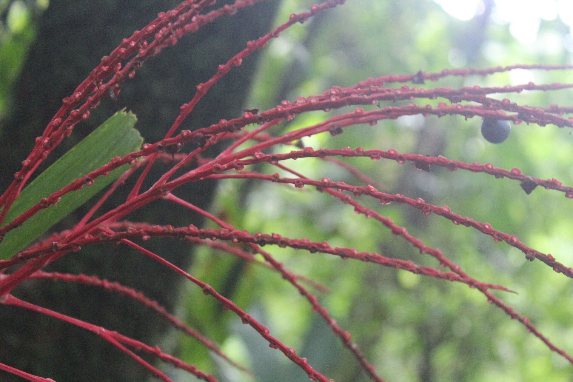 Reinhardtia latisecta flower