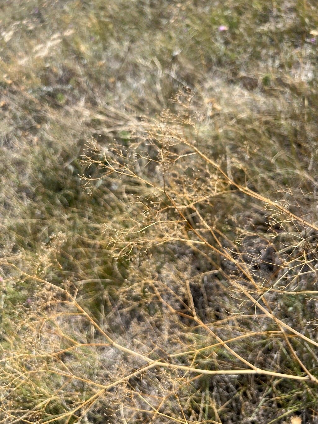 Gypsophila perfoliata — search result for 'Gypsophila'