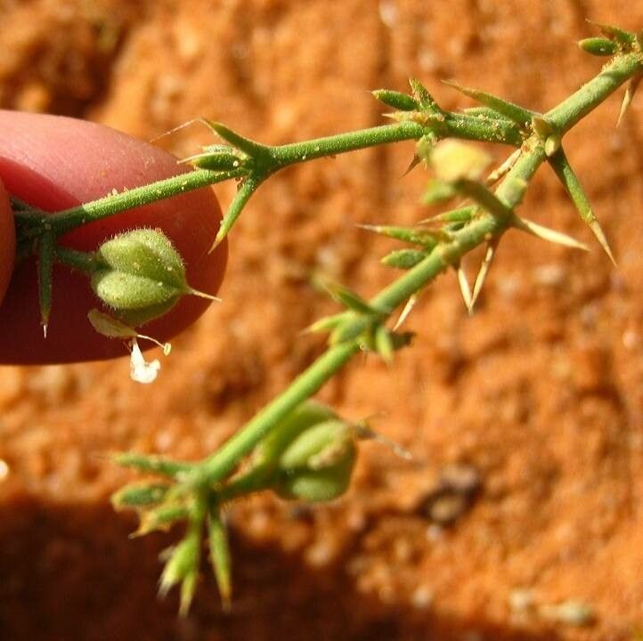Fagonia arabica fruit