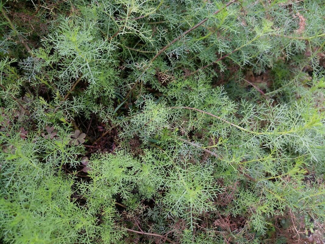 Artemisia chamaemelifolia leaf