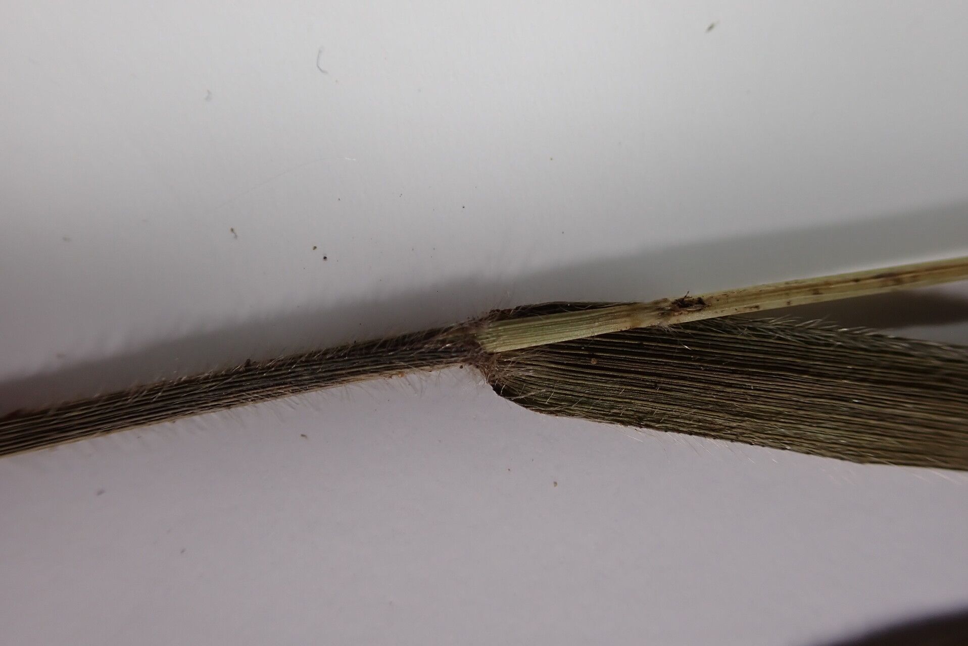 Arundinella hookeri — related species from the same genus