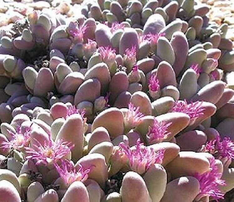 Gibbaeum pubescens flower