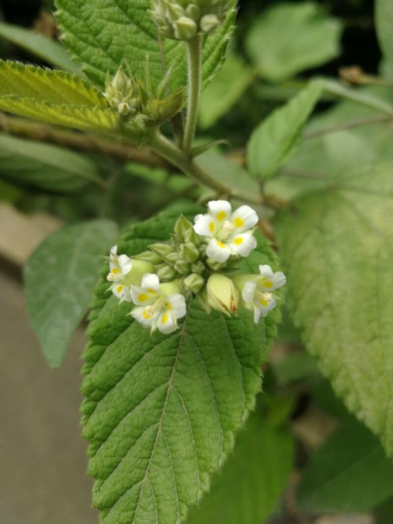 Melochia lupulina flower