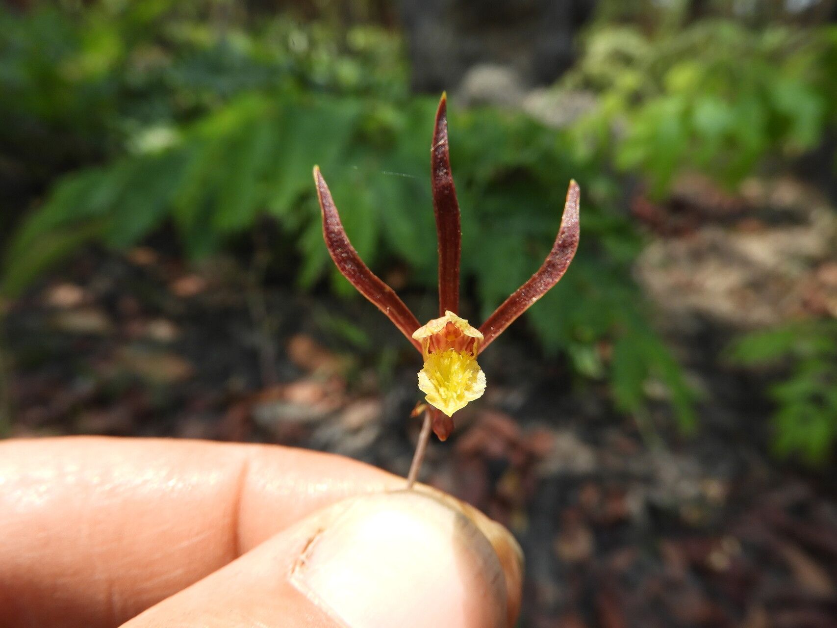 Eulophia mumbwaensis — houseplant care guide