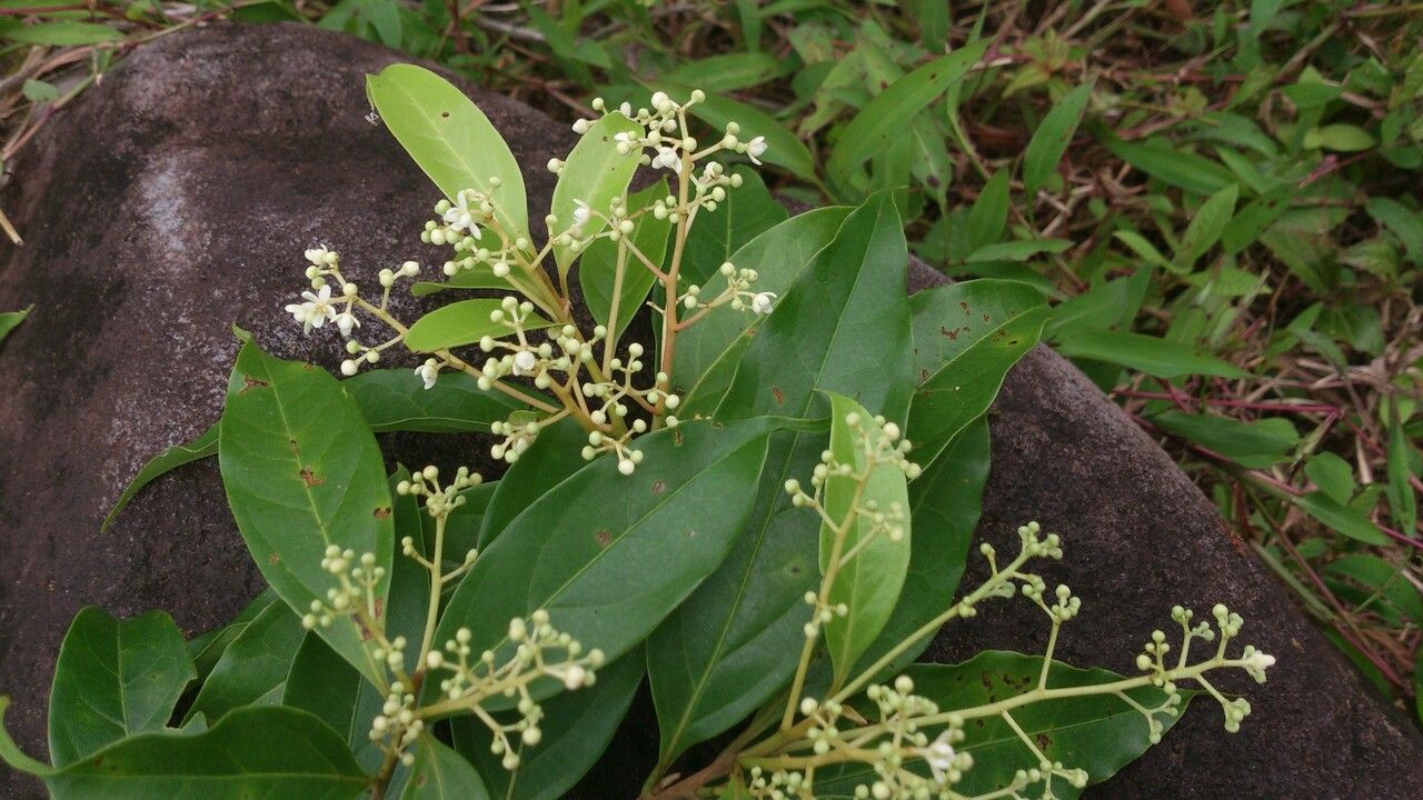 Nectandra umbrosa flower