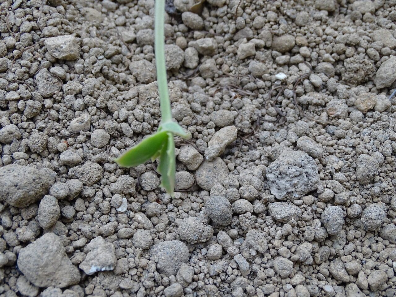 Kalanchoe gastonis-bonnieri bark