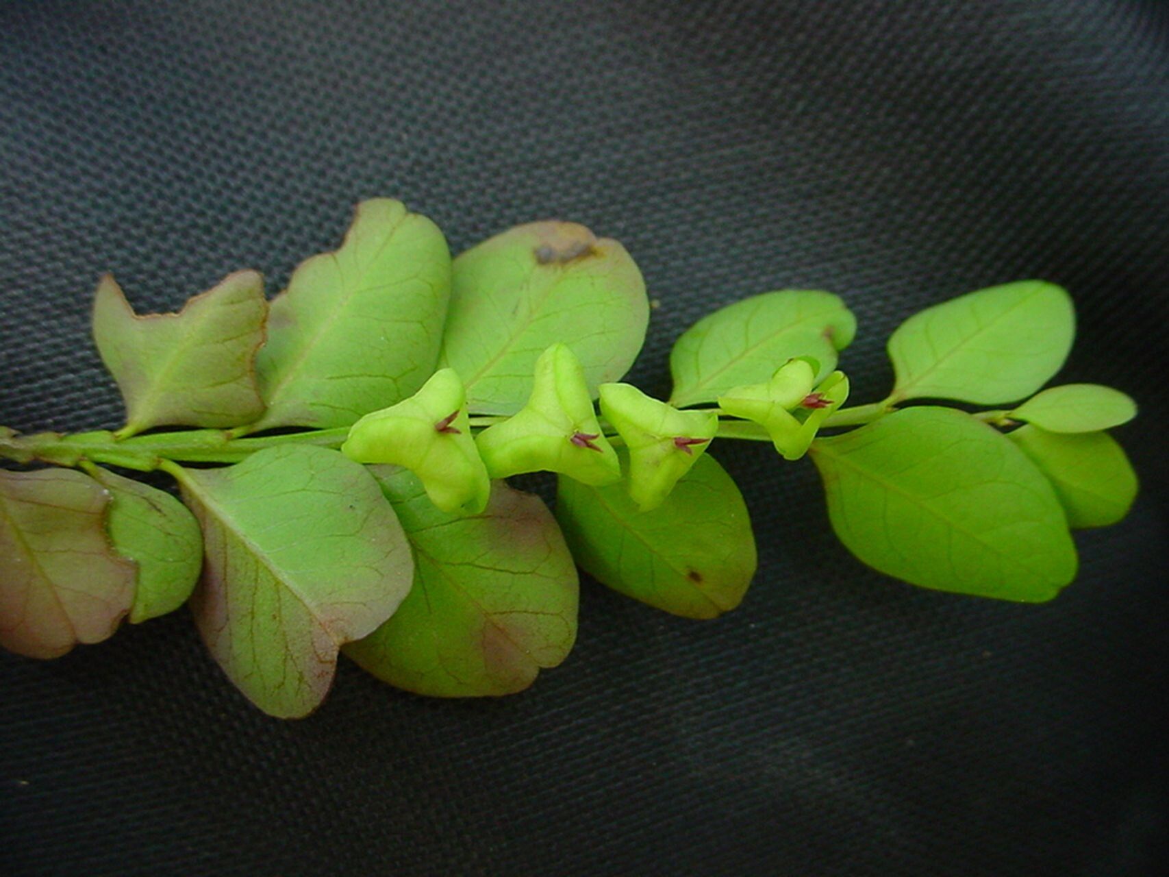 Phyllanthus faguetii leaf
