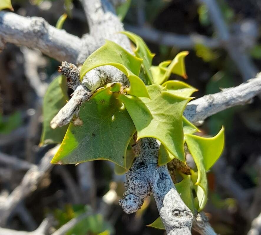Berberis comberi leaf