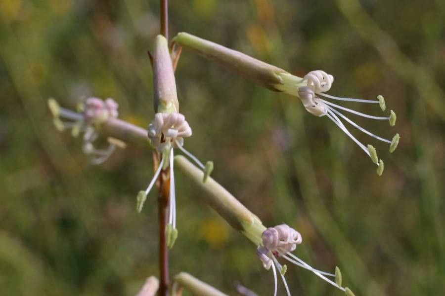 Silene frivaldskyana flower