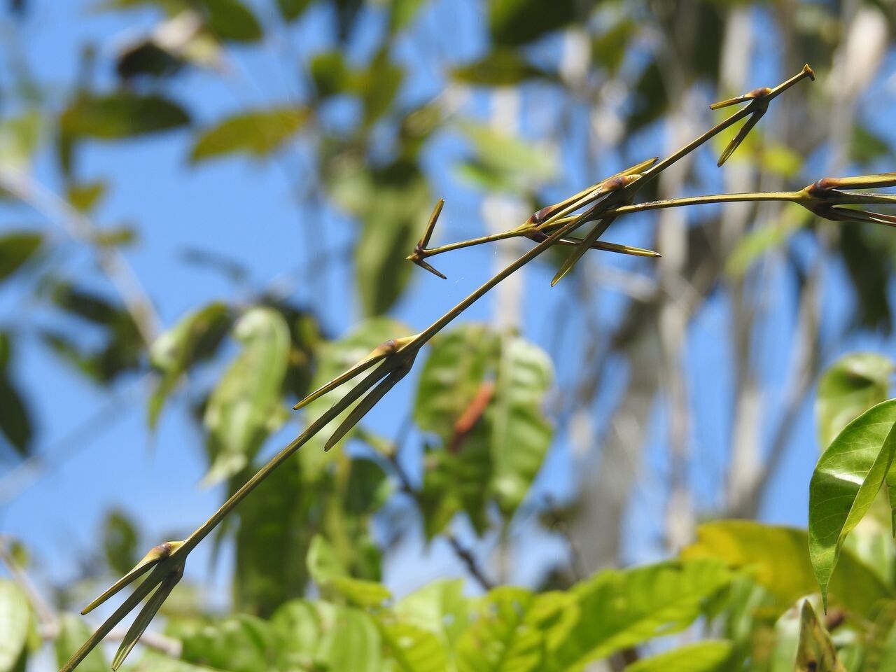 Desmoncus horridus other