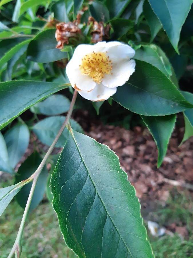 Stewartia rostrata flower
