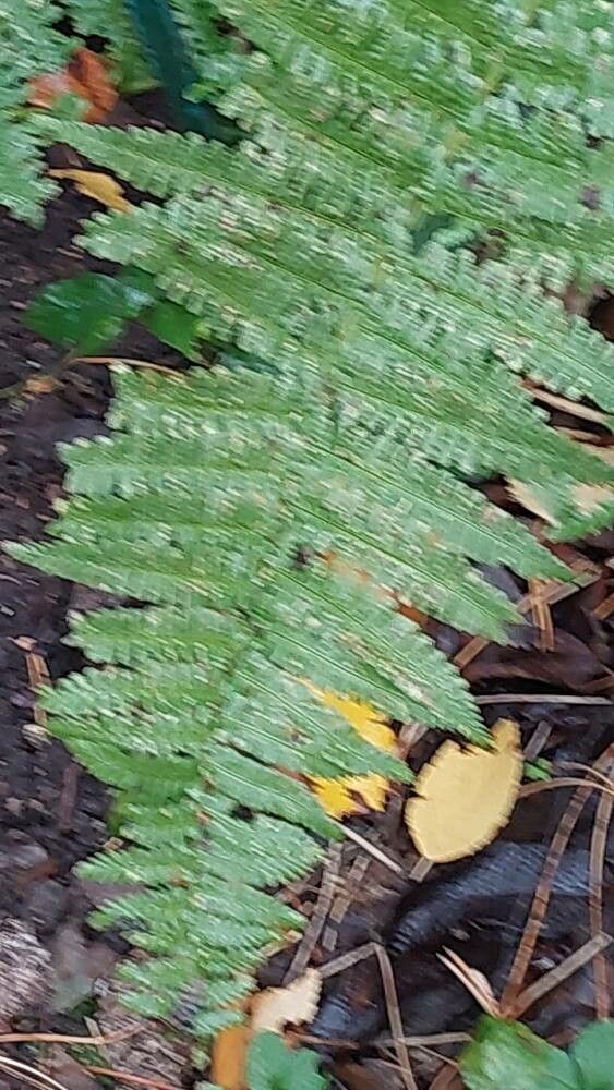 Dryopteris tokyoensis — search result for 'Dryopteris'