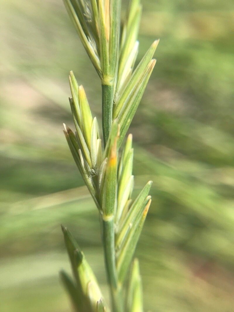 Thinopyrum junceiforme flower