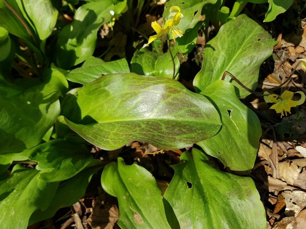 Erythronium revolutum — search result for 'Erythronium'