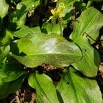 Erythronium revolutum