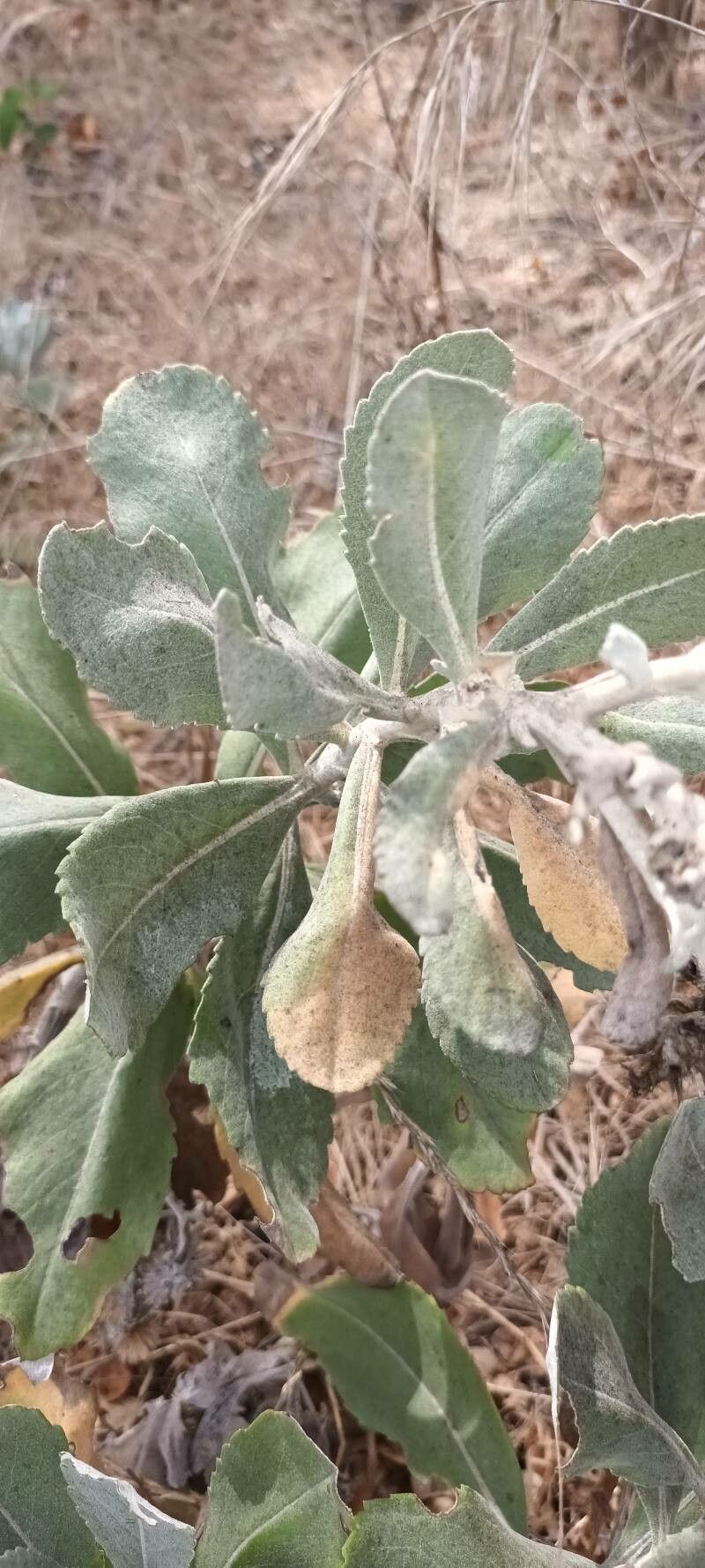 Hazardia detonsa leaf