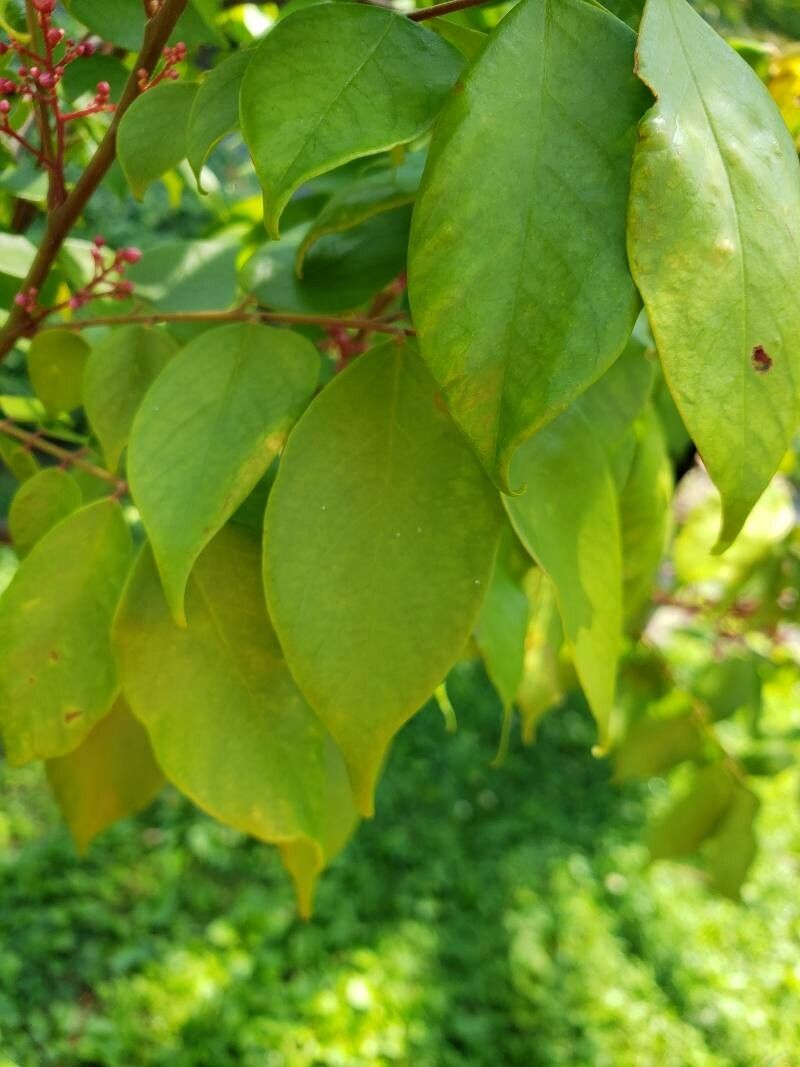 Averrhoa carambola leaf