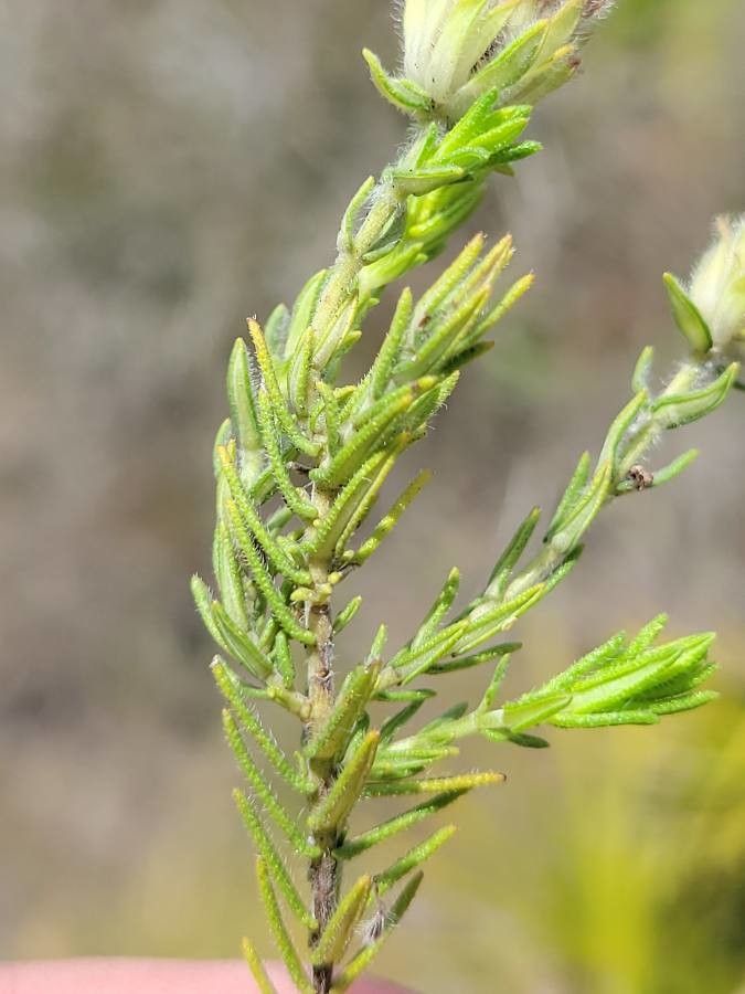 Piloblephis rigida — search result for 'Bahamas'