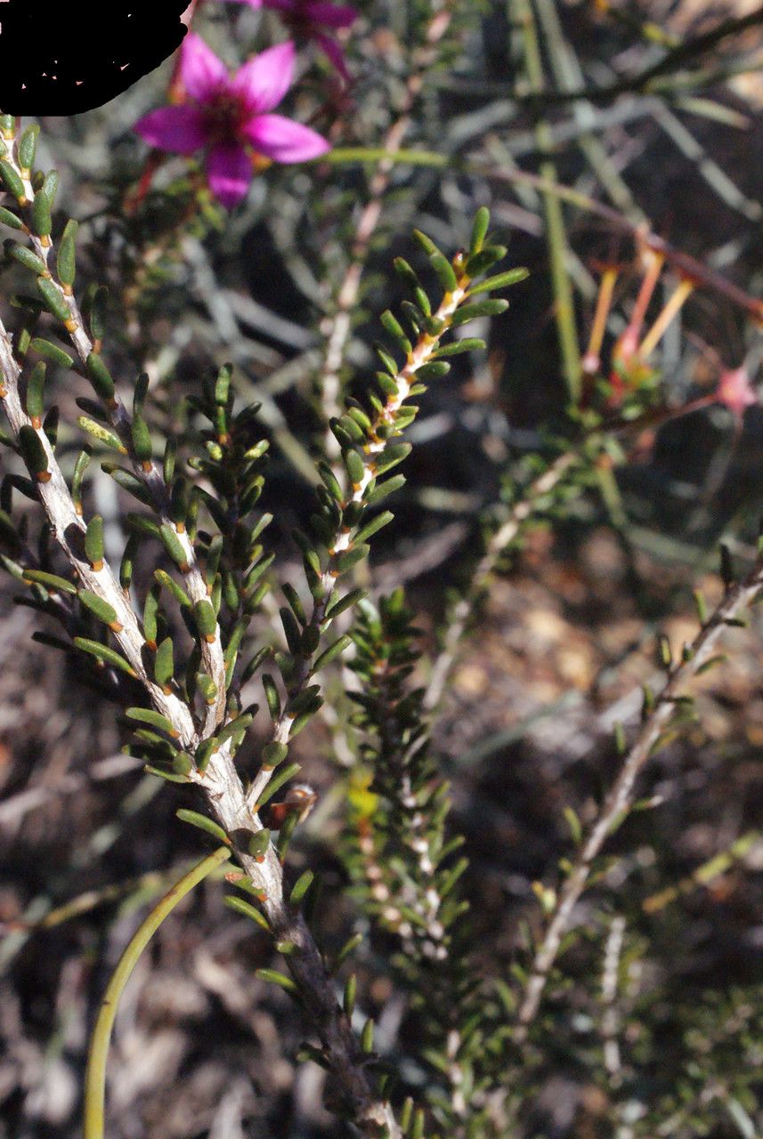 Calytrix oldfieldii — houseplant care guide