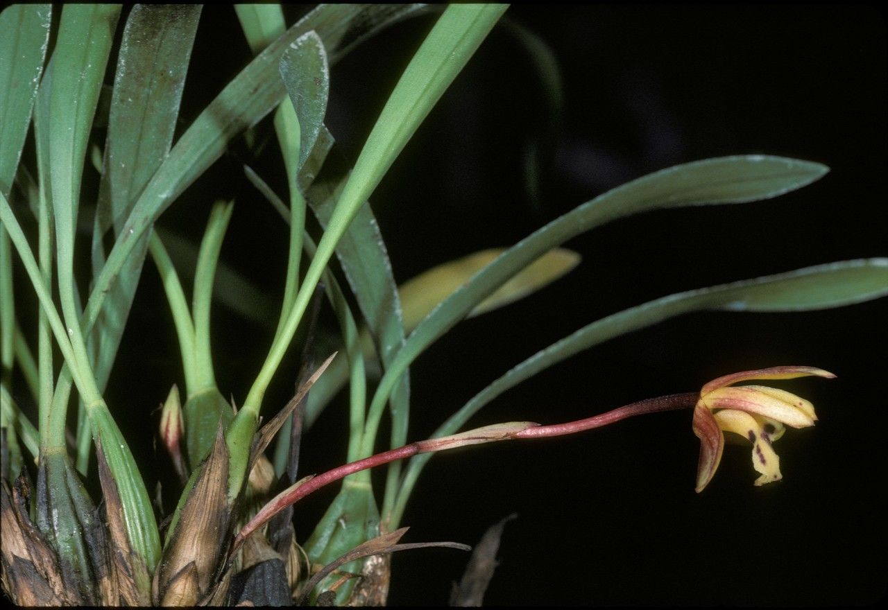 Maxillaria humilis flower
