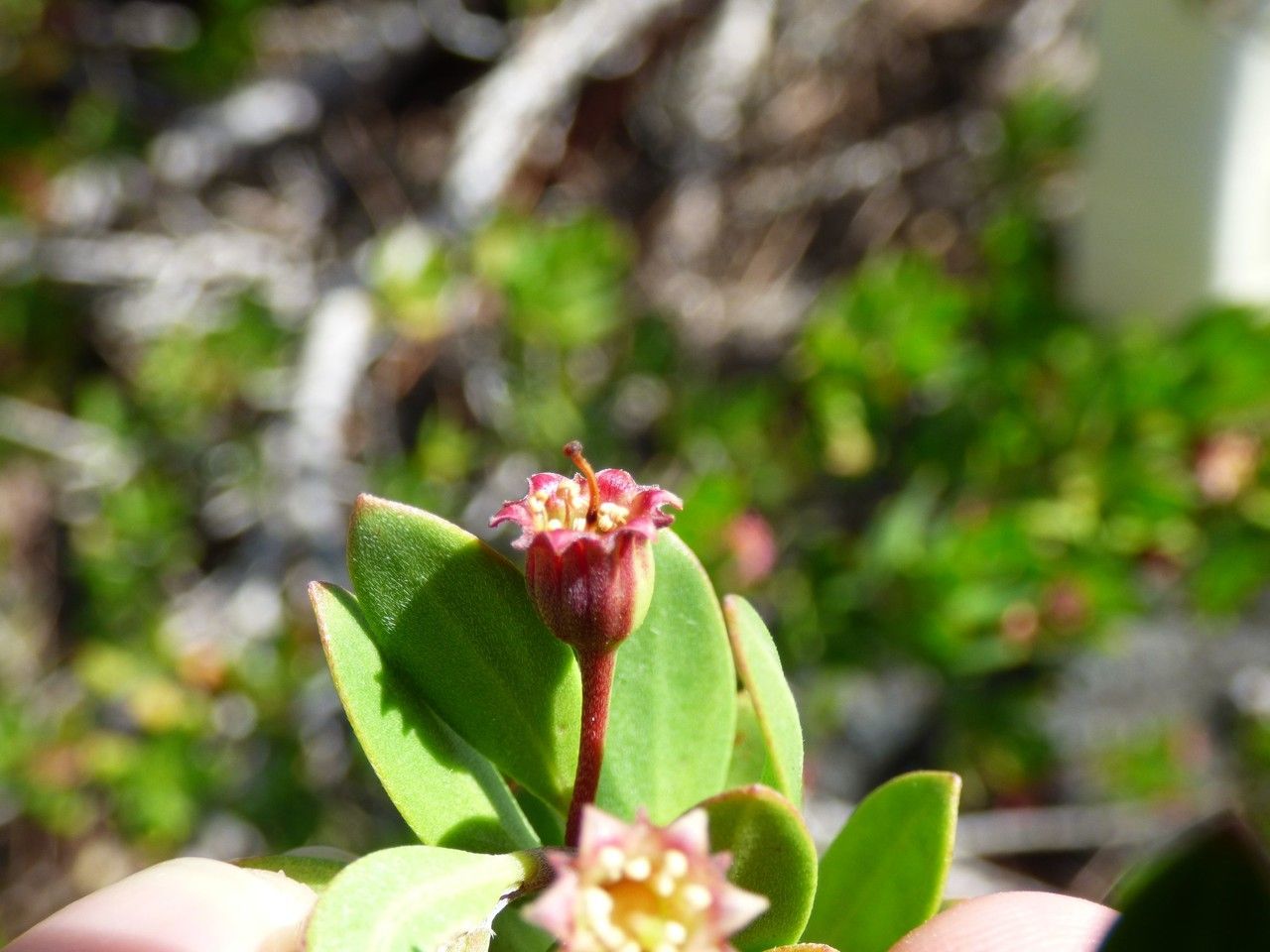 Pemphis acidula fruit