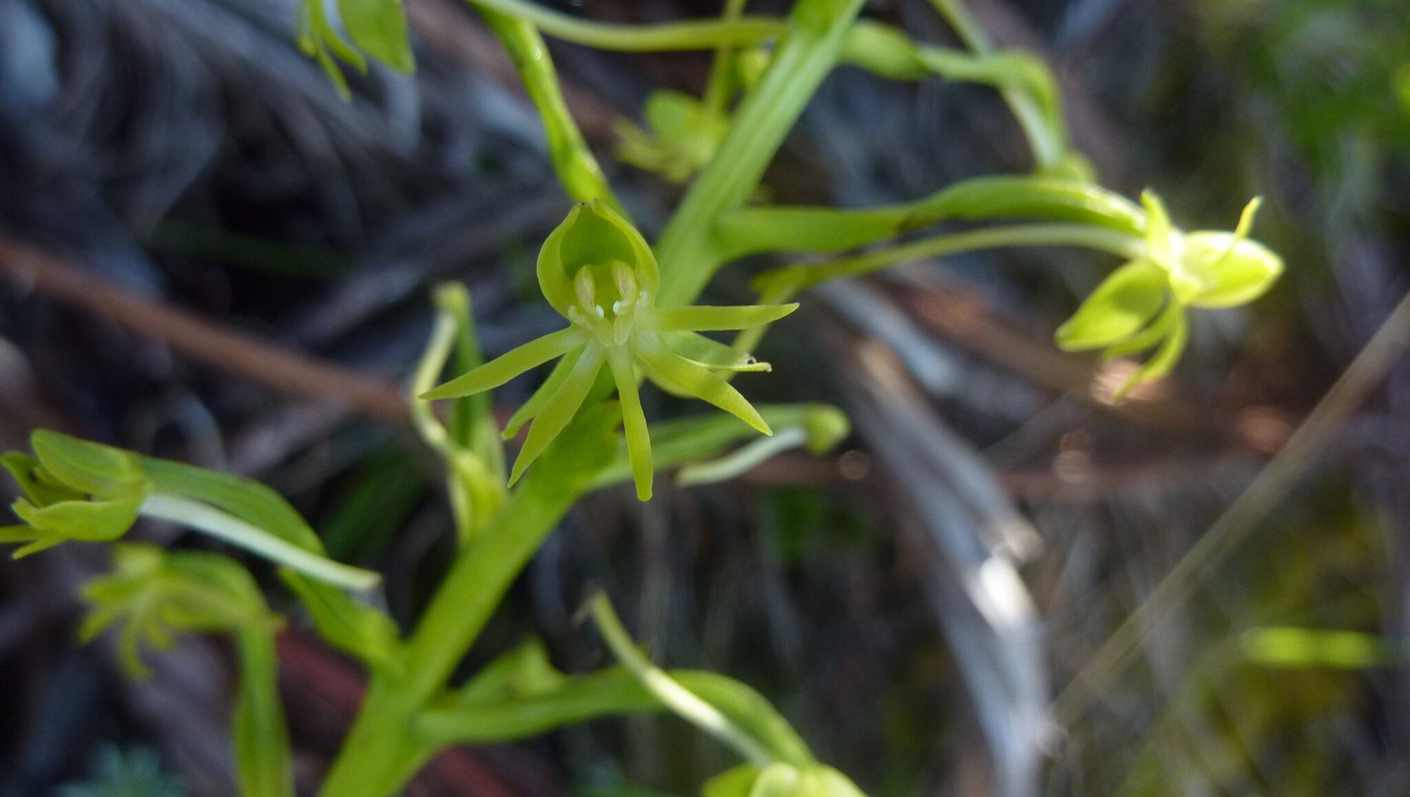Habenaria frappieri flower