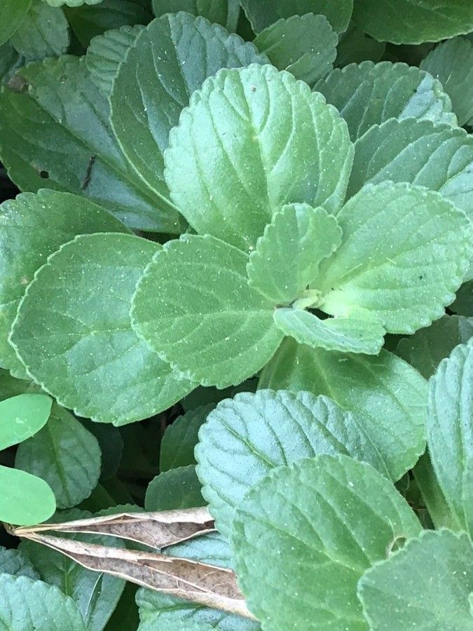 Plectranthus ecklonii leaf