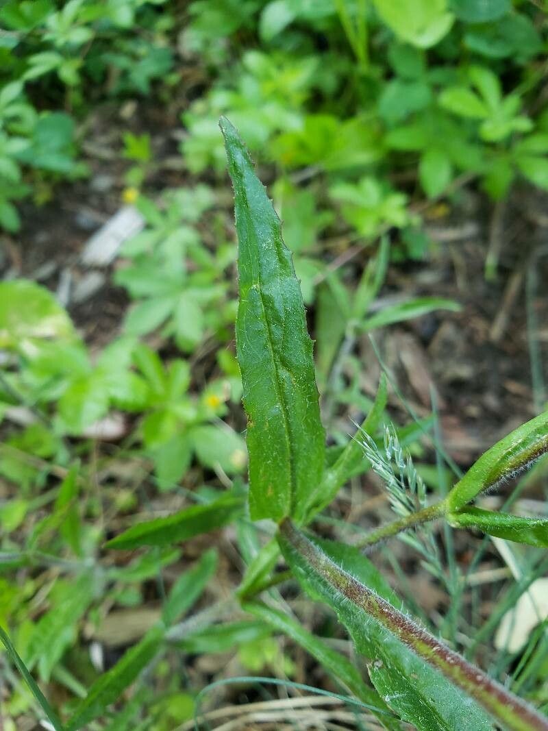 Penstemon hirsutus — search result for 'Penstemon'