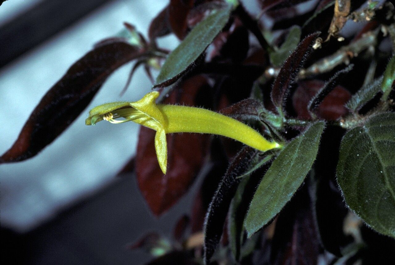Columnea sulfurea — search result for 'Columnea'