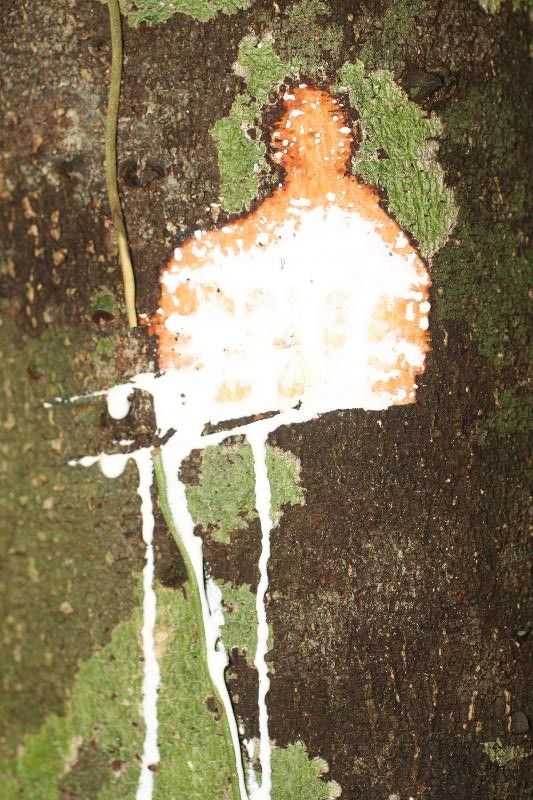 Lacmellea aculeata other