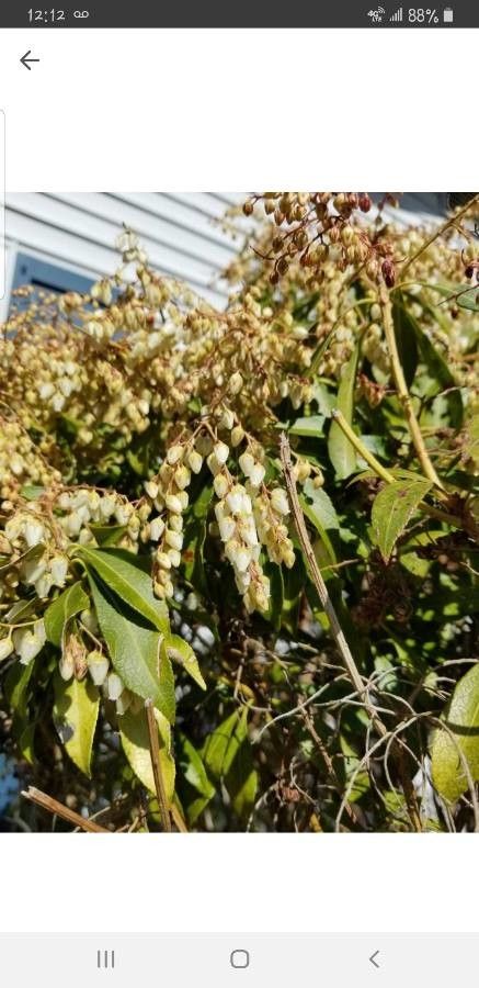 Leucothoe davisiae leaf